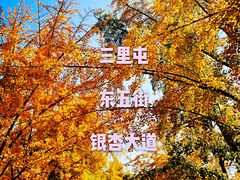 -三里屯东五街银杏大道