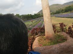 -亚龙湾国际玫瑰谷