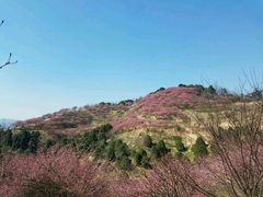 -新建村梅花