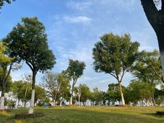 -合肥滨湖国家森林公园