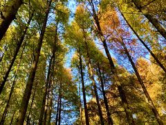-山王坪喀斯特国家生态公园