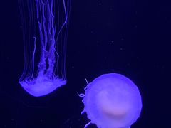 -青岛海底世界-水族馆