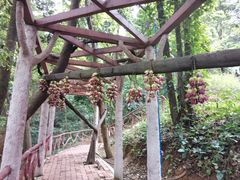 -天鹿湖森林公园