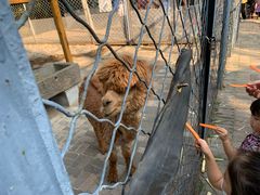 -长白岛森林公园