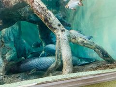 -上海海洋水族馆