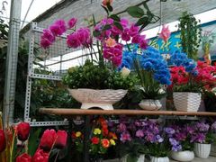 -秦美花卉(天朗·莱茵小城2期店)