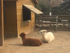 -北京市海淀外国语实验学校
