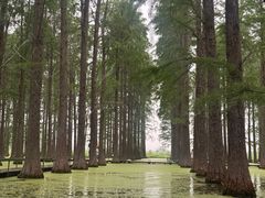 -渌洋湖湿地公园