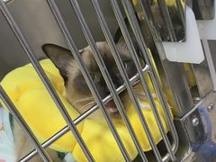 -瑞派福兴宠物医院犬猫全科·骨科·中西医结合(河东店)