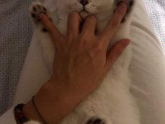 -东方名猫馆·英短金渐层布偶猫舍(环线广场1号楼店)