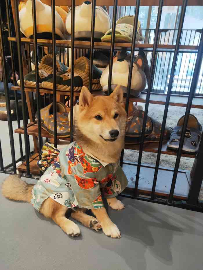 豆柴院子柴犬主题咖啡馆(三里屯店"millie探店—与可爱的柴犬们开趴