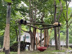 -都江堰中华大熊猫苑