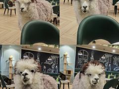 -安格丽娜·狗咖·猫咖羊驼咖(春熙路百盛商场店)