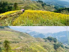 -紫鹊界梯田景区
