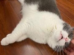 -贵州辣子鸡番茄鸡