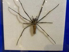 -上海昆虫博物馆