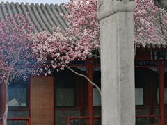 -白云观