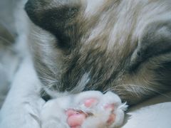 -飞行喵MR PILOT|猫舍·猫咖(静安大融城店)