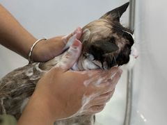 -爱洗澡的猫(望京店)