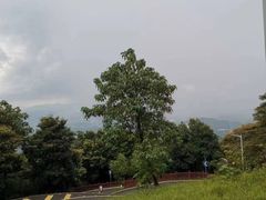 -黄埔油麻山森林公园