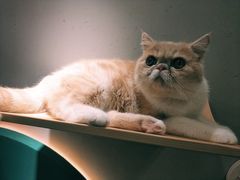 -飞行喵MR PILOT|猫舍·猫咖(静安大融城店)