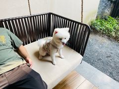 -上海崇明金茂凯悦酒店