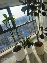 -HEYAN荷妍专业脱毛连锁机构