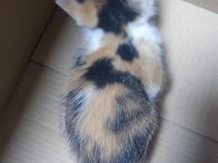 -格蕾宠物医院24H·猫科·肿瘤科·骨科中心(福州总院)