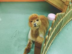 -藦茜花园宠物主题亲子互动体验馆(国顺东路店)