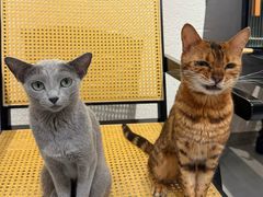 -琪喵猫屋·撸猫猫咖·猫舍