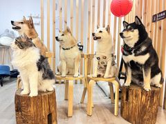 -柴迷FANS CLUB·柴犬狗咖·猫咖