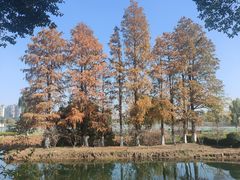 -金银湖国家城市湿地公园