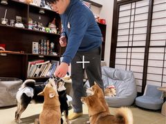 -逗柴咖啡屋·狗咖猫咖宠物桌游