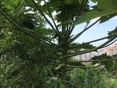 -金鸡岭桥头公园