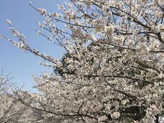 -高东镇樱花园