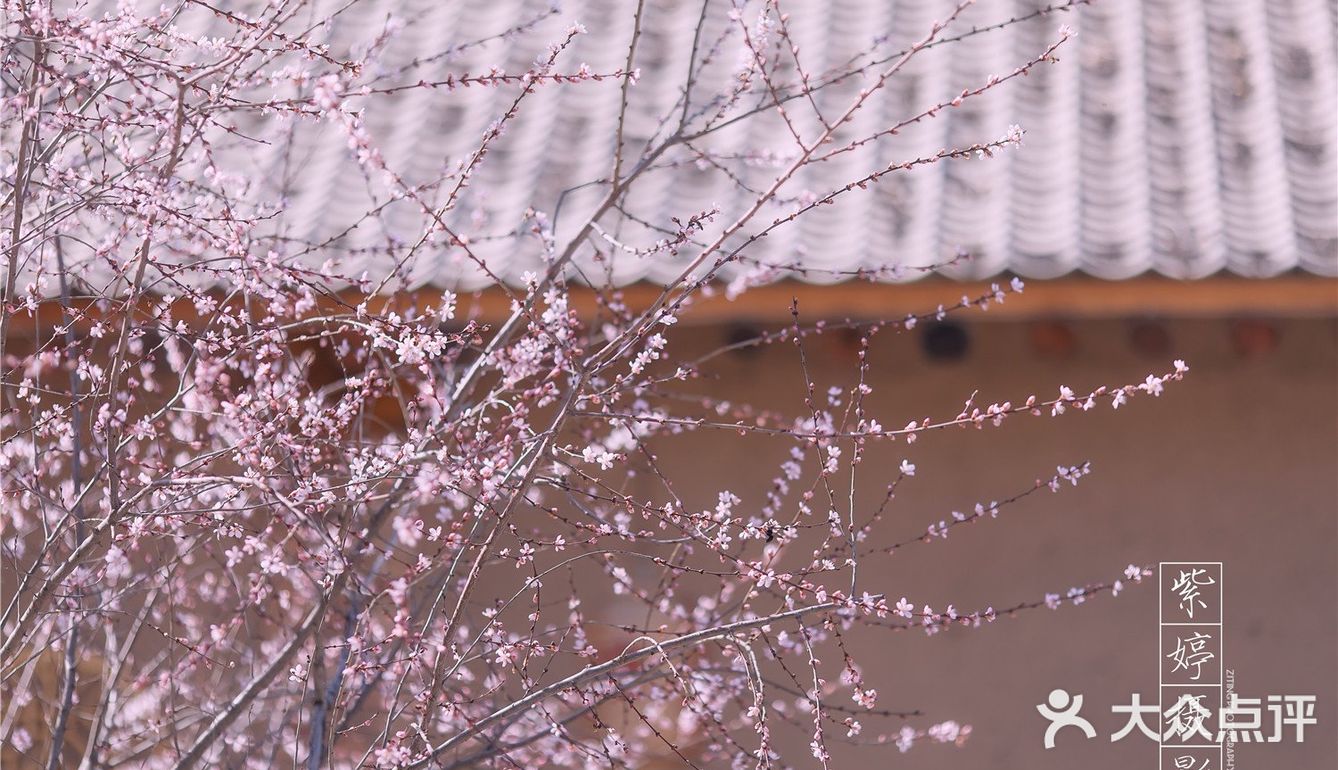 西安新晋赏花地——长安唐村