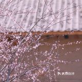 西安新晋赏花地——长安唐村