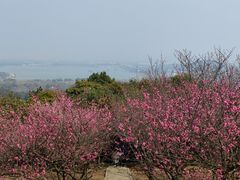 -香雪海