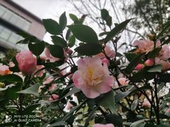 -湖畔居茶楼(湖滨店)