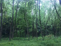 -昆山城市生态森林公园