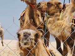 -库伦旗银沙湾旅游景区