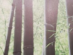 -上海佘山国家森林公园天马山园