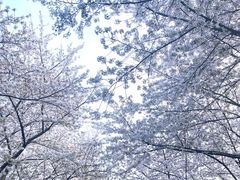 -玛格萝妮比萨屋(四平店)
