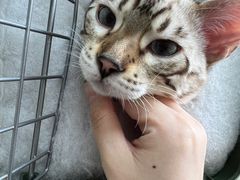 -爱派特动物医院·全科诊疗中心