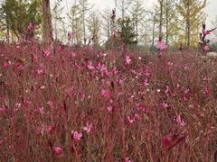 -汉长安城未央宫国家考古遗址公园