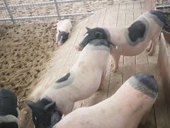 -北戴河集发农业梦想王国