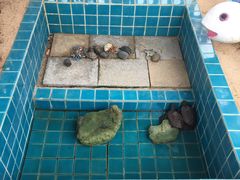 -三亚海棠湾万丽度假酒店