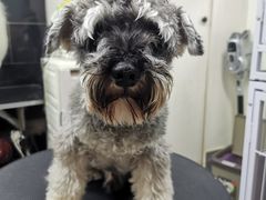 -小尾巴宠物店(万科·金域华庭店)