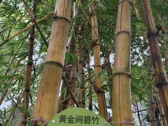 -晓港公园