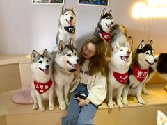 -Husky Go! 哈士奇体验馆·宠物咖啡厅狗咖